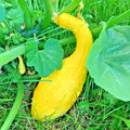 Organic Crookneck Squash Seeds - Heirloom Cucurbita pepo for Vegetable Garden & Container Planting
