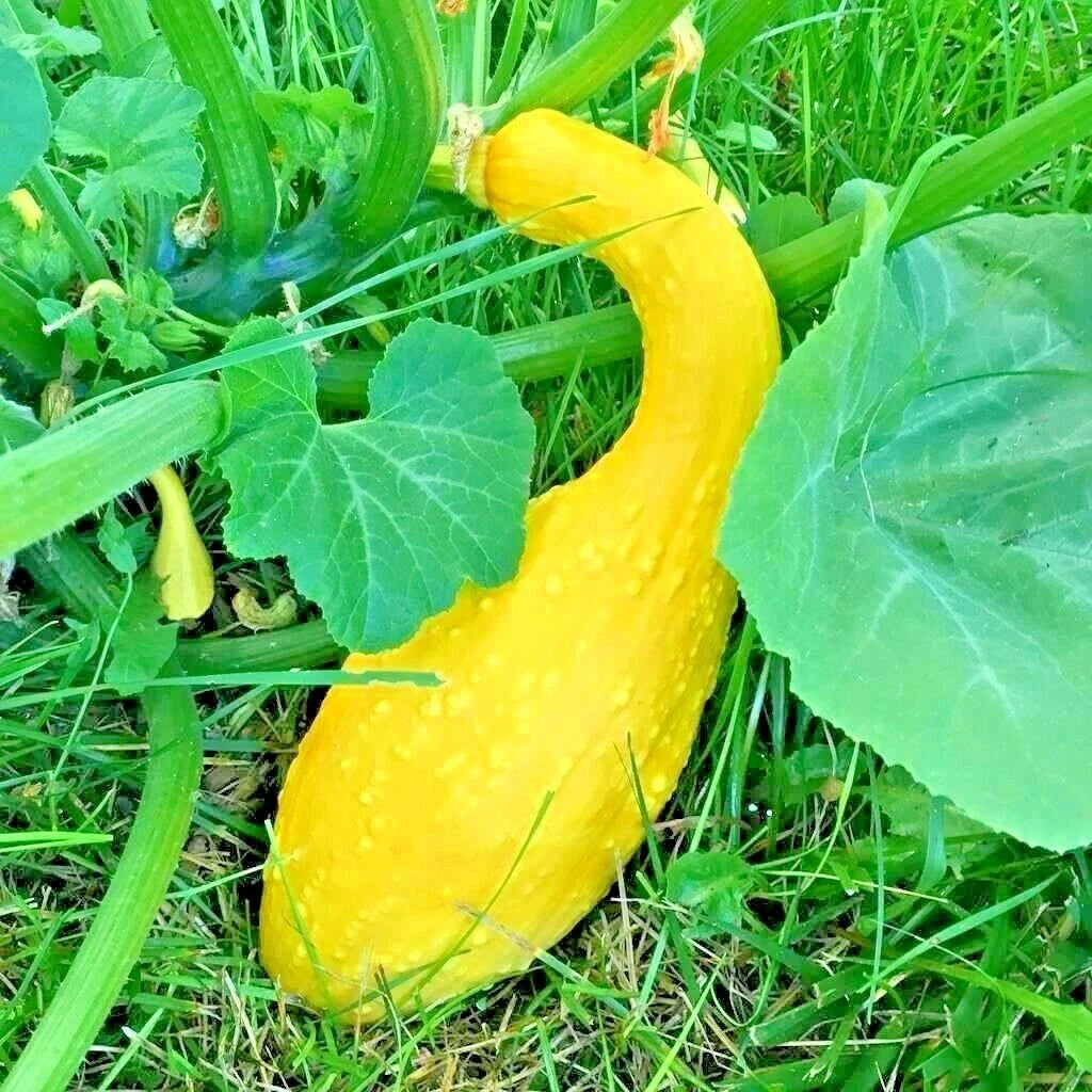 Organic Crookneck Squash Seeds - Heirloom Cucurbita pepo for Vegetable Garden & Container Planting