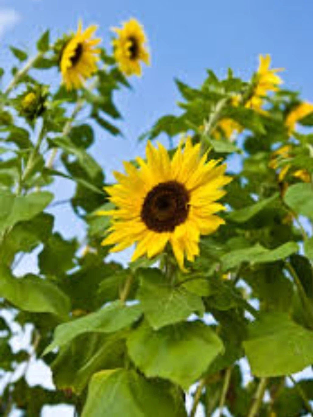 100+ Common Sunflower Seeds, Native Helianthus annuus, Wildflower, Bees & Butterfly Attractant, Garden & Meadow Plant