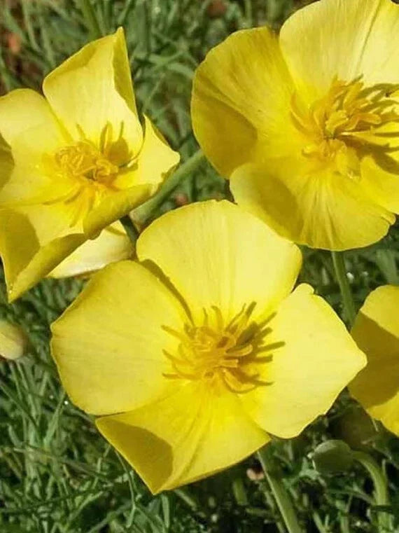 California Chrome Queen Poppy Seeds Pack of 200+ Eschscholzia californica Annual Wildflower Seeds for Garden, Meadow, Landscape