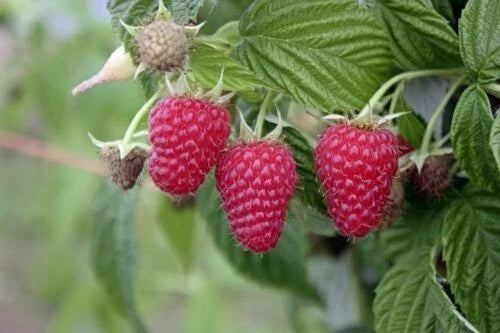 Raspberry Live Starter Plant - Tulameen Red Berry - Rooted Rubus idaeus for Zones 5-9
