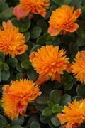 Double Orange Portulaca Oleracea Seeds - Vibrant Succulent Ground Cover for Gardens & Containers