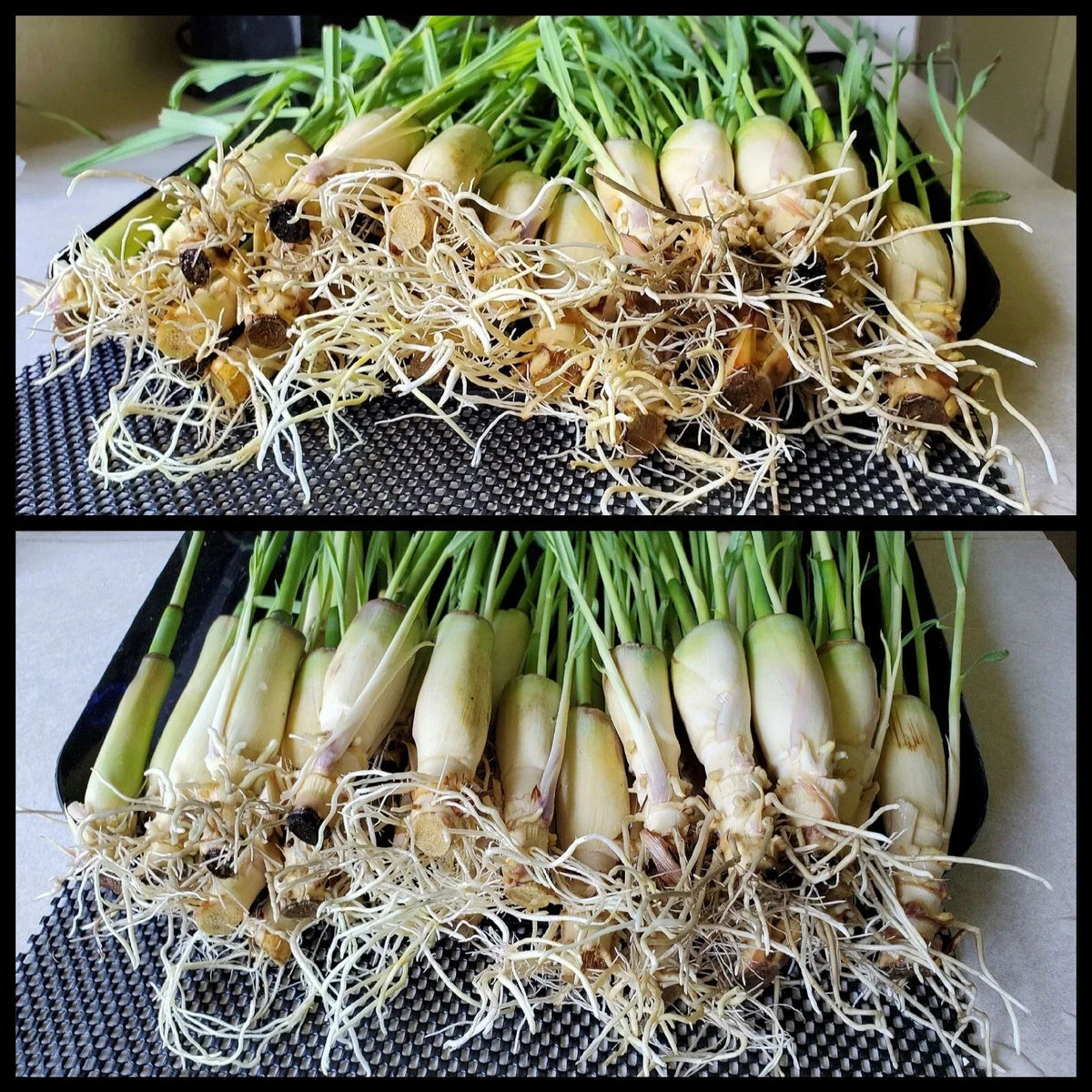 Lemongrass Stalks 5-8 inches Ready to Plant Cymbopogon citratus - 10 Stalks