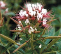 Red White Spider Flower Seeds - Perennial Clome Spinosa for Bees, Pollinator Garden, Full Sun, 100 Seeds