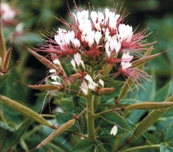 Red White Spider Flower Seeds - Perennial Clome Spinosa for Bees, Pollinator Garden, Full Sun, 100 Seeds