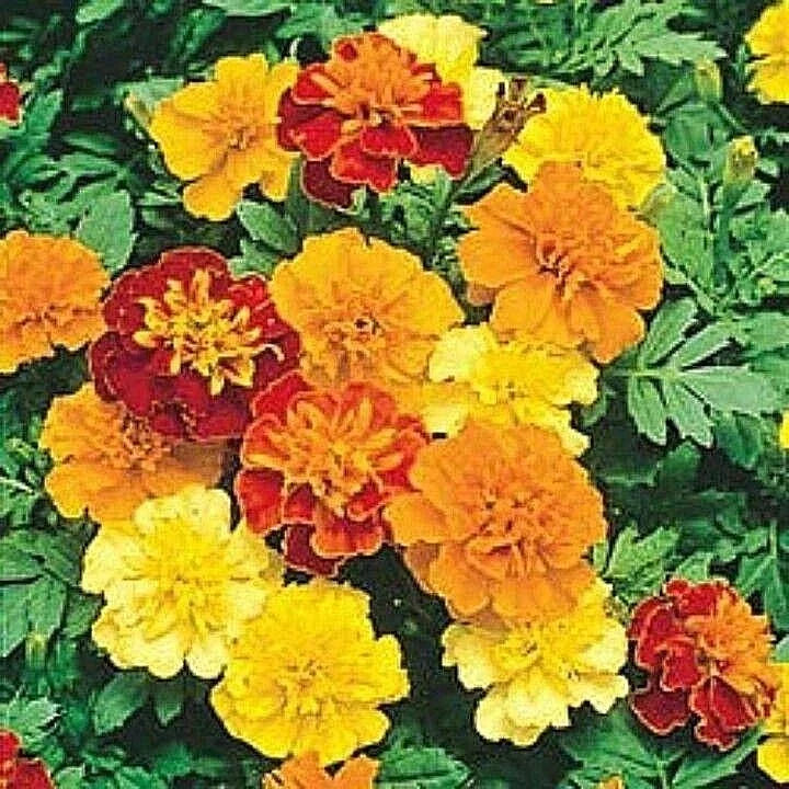 Dwarf French Marigold Seeds - Sparky Mix 501+ - Tagetes patula for Containers & Pollinators