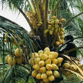 Pack of 2 Sprouted Yellow Dwarf Coconut Trees – Costa Rican Live Plants, Tropical Cocos Nucifera, Compact Indoor or Garden Plant