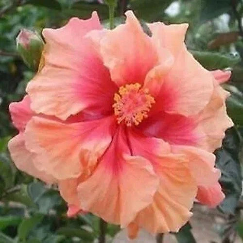 Double Pink Orange Hibiscus Seeds - Perennial Flower Seeds for Landscaping & Pollinator Gardens - Hibiscus rosa-sinensis, 20 Pack