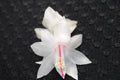 Christmas Cactus Starter Plant - Schlumbergera Truncata - Well Rooted Holiday Cactus for Indoor & Outdoor Decor