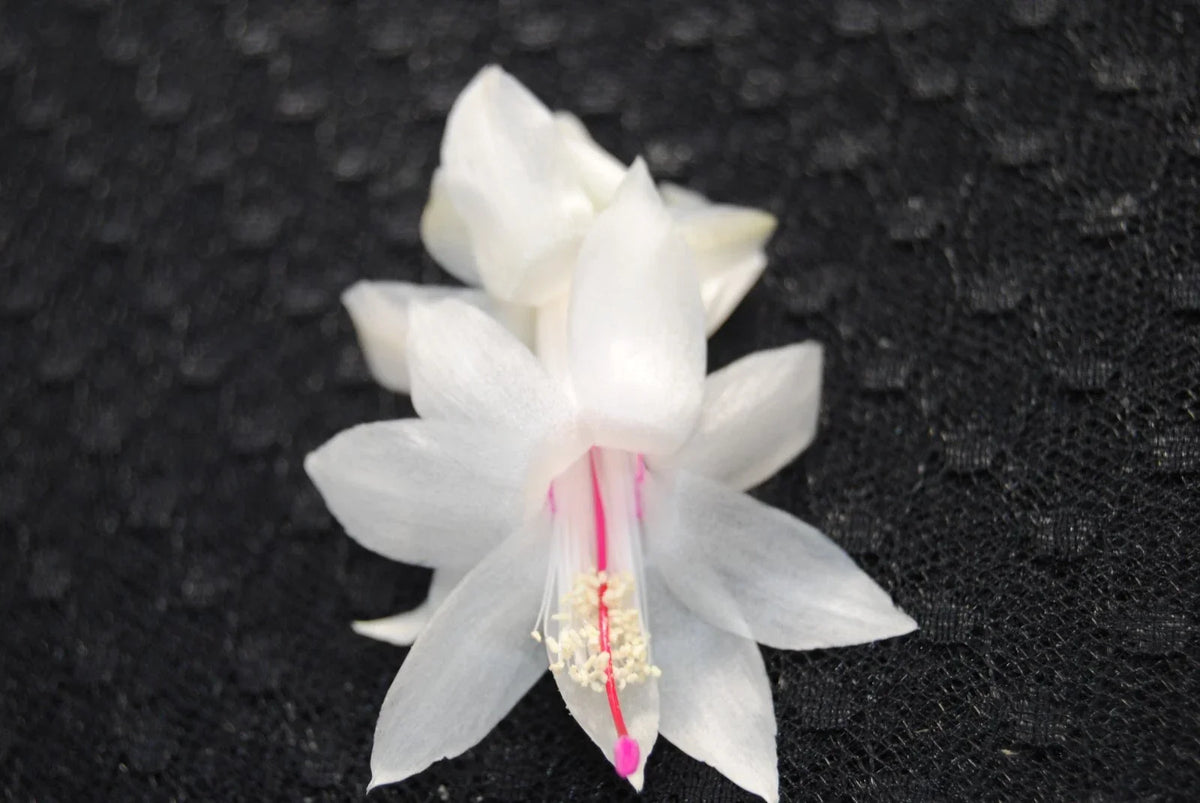 Christmas Cactus Starter Plant - Schlumbergera Truncata - Well Rooted Holiday Cactus for Indoor & Outdoor Decor