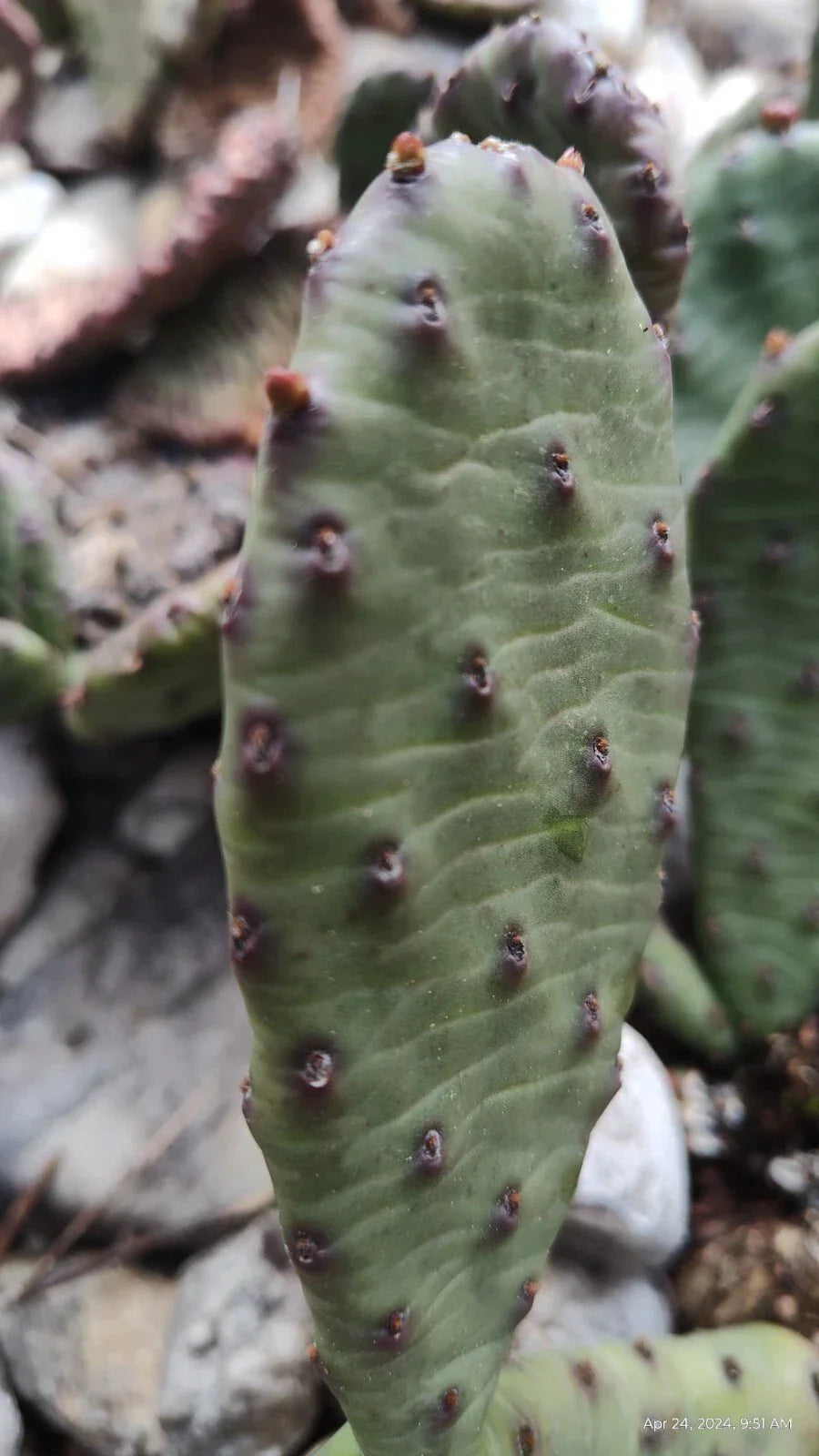Winter Hardy Prickly Pear Cactus 2 Pads 4 Inch Opuntia ficus-indica, Cold Hardy Drought-Resistant Succulent Plant