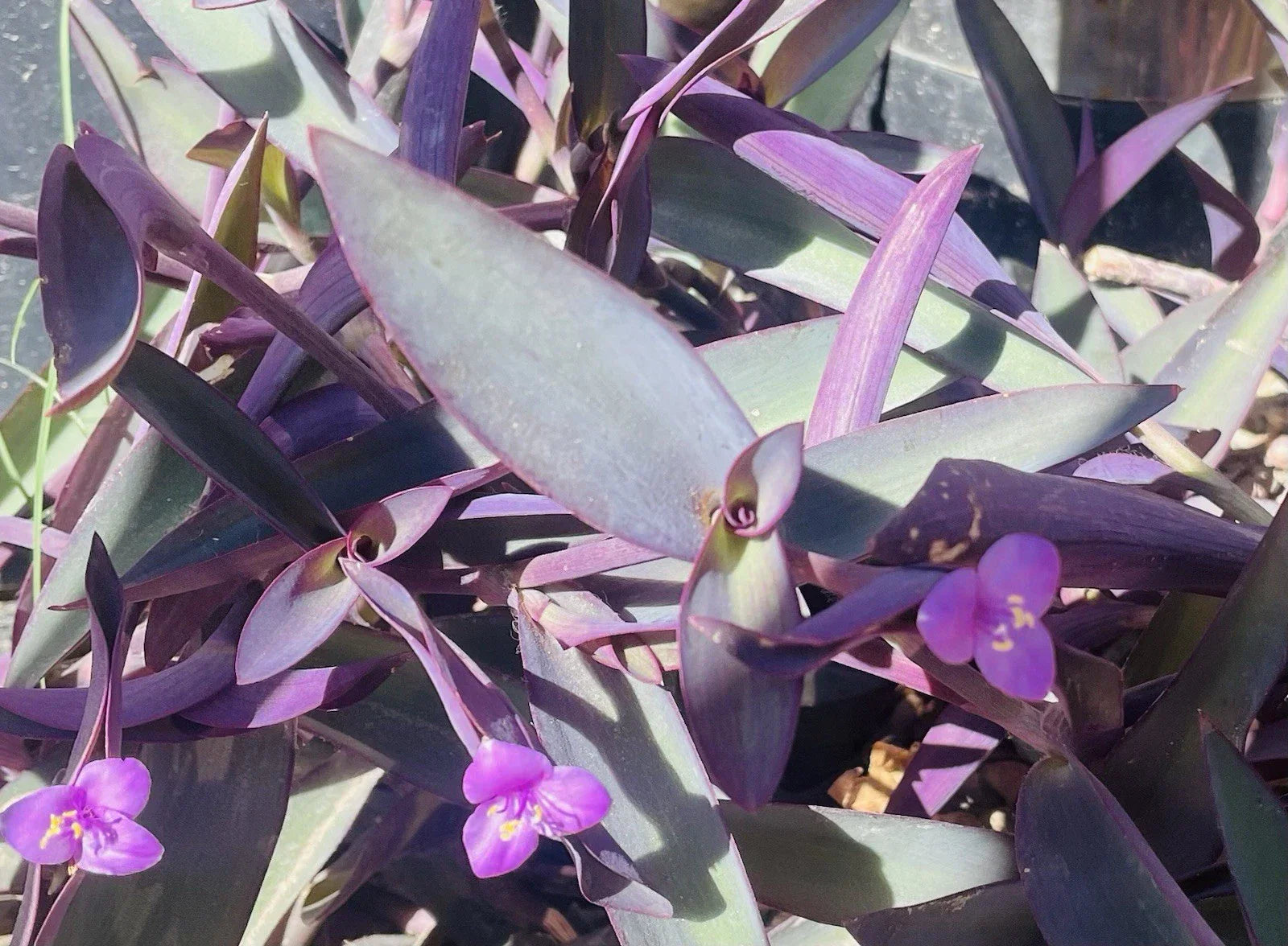 Tradescantia Pallida Clippings - 15 Purple Heart Cuttings for Propagation, Trailing Plant, Indoor & Outdoor Gardening