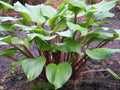 Hosta Xcuse Me Plant in 5.25" Pot with Red Stems, Perennial Shade Garden Plant, Well-Rooted Hosta spp.