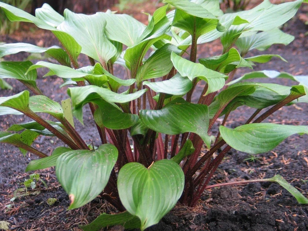 Hosta Xcuse Me Plant in 5.25" Pot with Red Stems, Perennial Shade Garden Plant, Well-Rooted Hosta spp.