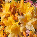 Golden Lights Deciduous Azalea Starter Plant, Rhododendron x 'Golden Lights', Small Well-Rooted Shrub for Gardens