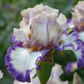 Iris Rhizome Gray's Peak - Bearded Iris Germanica Perennial Flower Plant for Garden