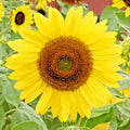 Lemon Queen Sunflower Seeds - 50+ Pack, Branching Helianthus annuus, Summer Garden, Attracts Pollinators, Non-GMO