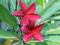 Red Plumeria Seeds - 5 Perennial Flower Seeds for Garden, Pot, Landscaping | Plumeria rubra