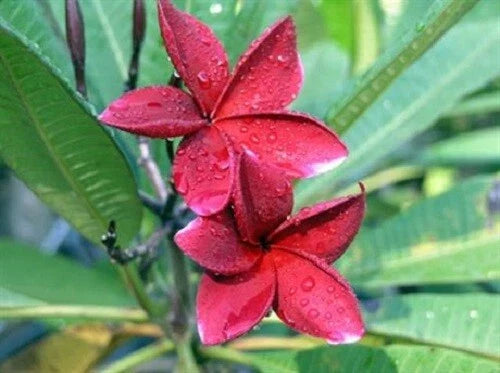 Red Plumeria Seeds - 5 Perennial Flower Seeds for Garden, Pot, Landscaping | Plumeria rubra