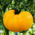 Yellow Brandywine Tomato Seeds | Heirloom Golden Beefsteak Vegetable Seeds | Solanum lycopersicum | 2025