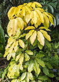 Schefflera Plant in 3-4 Inch Pot, Amate Soleil Variegated Indoor Houseplant, Schefflera actinophylla