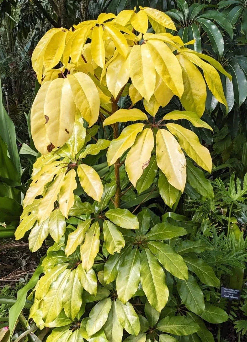 Schefflera Plant in 3-4 Inch Pot, Amate Soleil Variegated Indoor Houseplant, Schefflera actinophylla