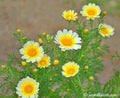 Crown Daisy Seeds 100 Pack - Chrysanthemum coronarium Flower Seeds for Garden, Borders & Containers