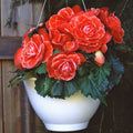 Begonia Seeds - 100 Count - Glory Hot Tip Salmon - Begonia x hybrida - Shade-loving, Compact, Flowering Plant