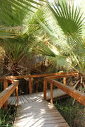 California Fan Palm Seeds - Washingtonia filifera - Drought Tolerant, Hardy Landscape Plant, 20 Seeds