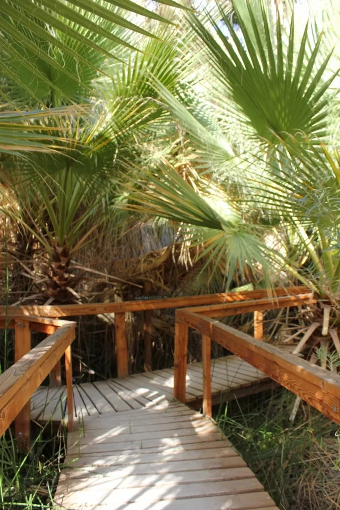 California Fan Palm Seeds - Washingtonia filifera - Drought Tolerant, Hardy Landscape Plant, 20 Seeds