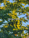 Hawaiian Papaya Tree Live Plant 5-10 Inches Carica papaya Tropical Fruit Plant, Sweet Gold Fruit