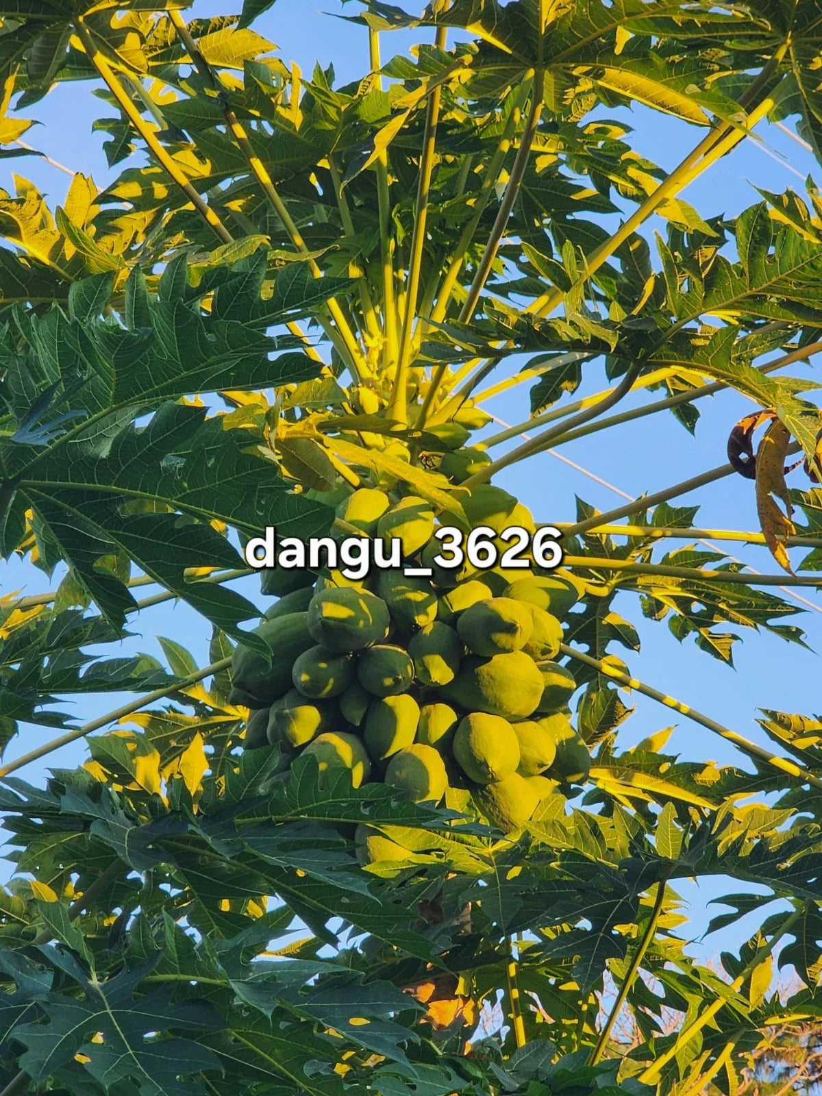 Hawaiian Papaya Tree Live Plant 5-10 Inches Carica papaya Tropical Fruit Plant, Sweet Gold Fruit