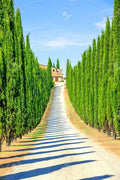 Italian Cypress Seeds 50 Pack | Cupressus sempervirens | Evergreen Tree for Landscaping and Privacy