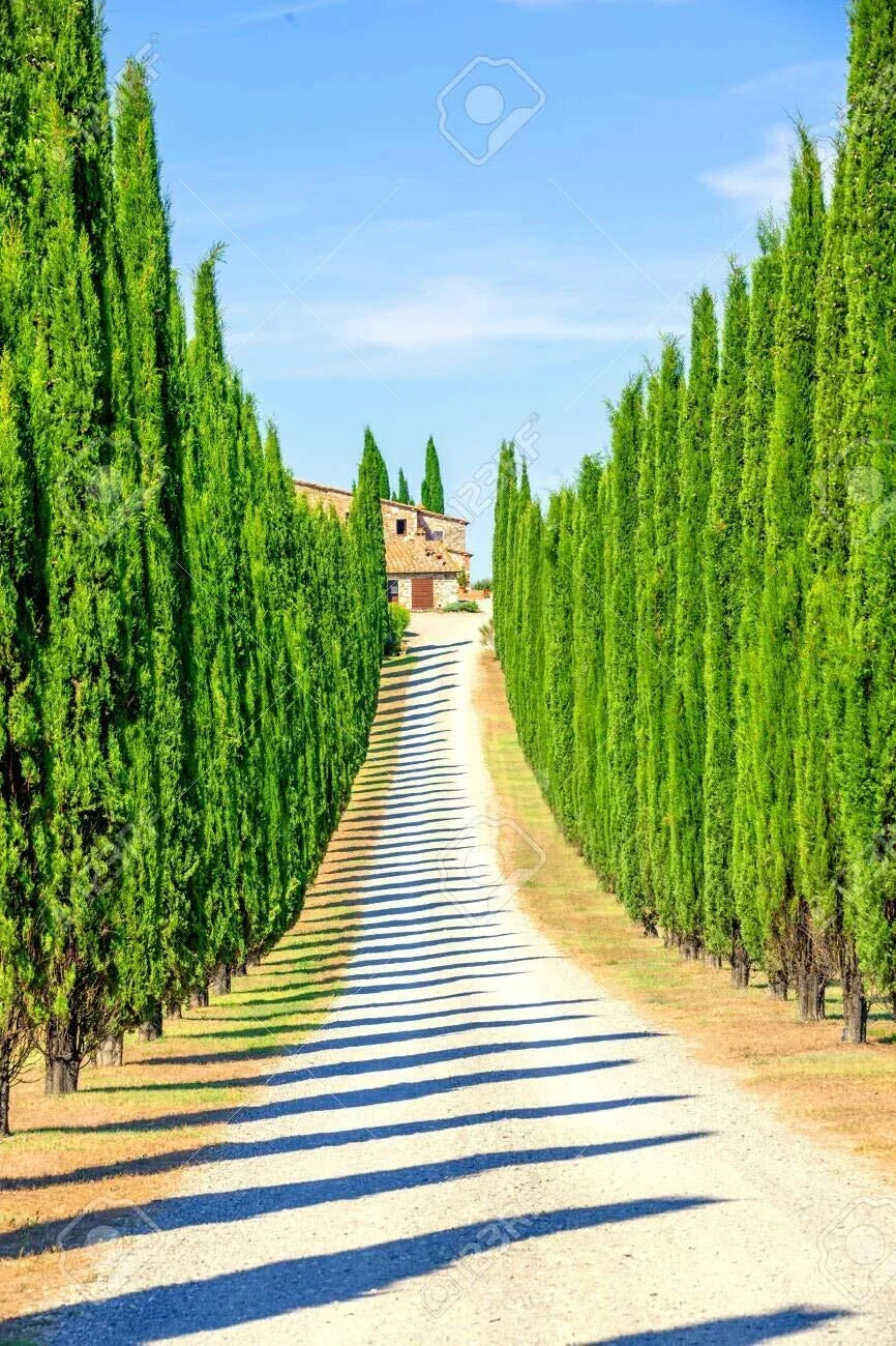 Italian Cypress Seeds 50 Pack | Cupressus sempervirens | Evergreen Tree for Landscaping and Privacy