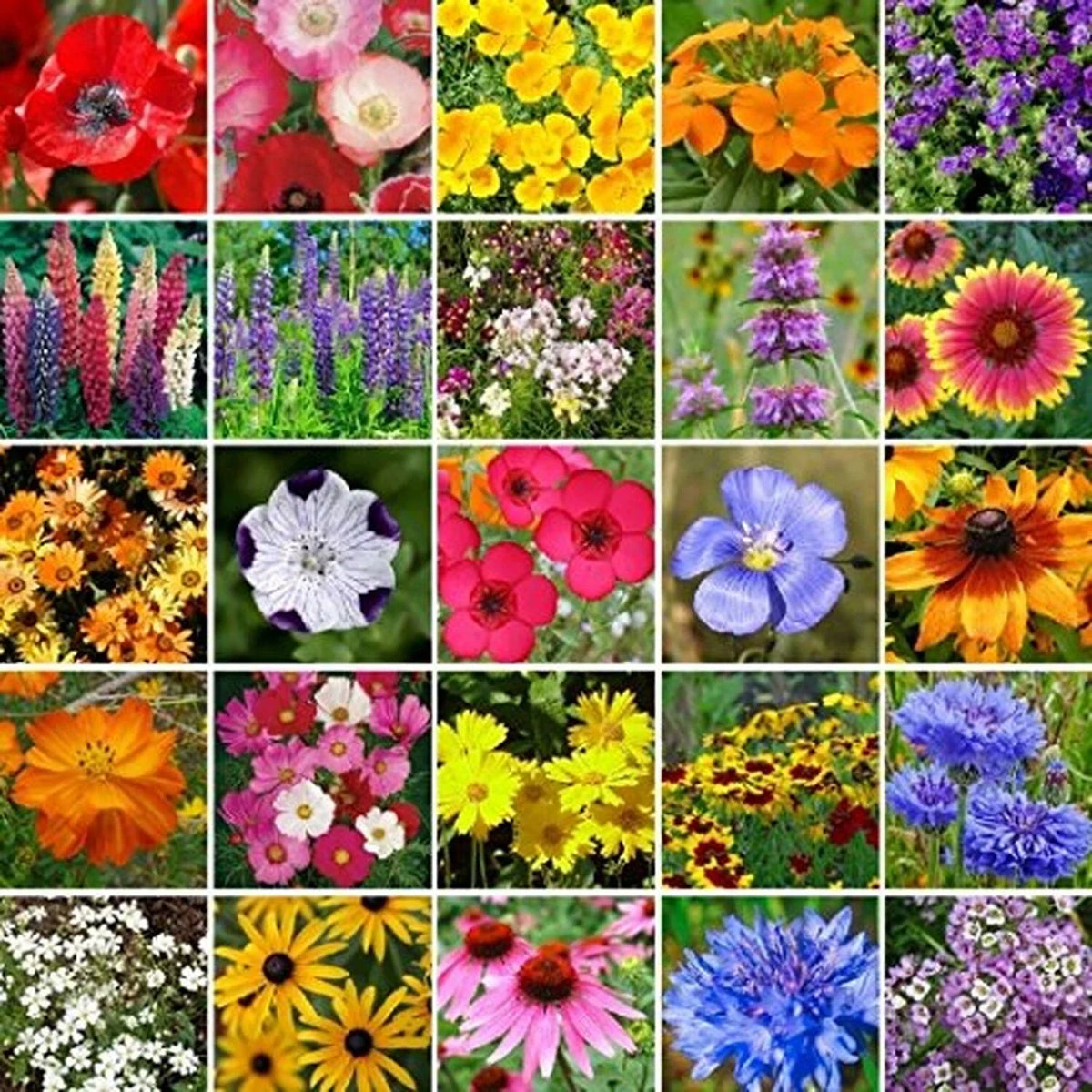 Bulk Southeast Wildflower Seed Mix Non-GMO 450000 Seeds Native Plants