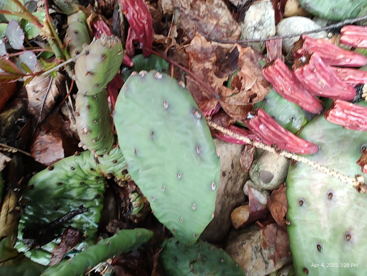 Mixed Lot Creeping Sedum & Cactus Perennial Live Cuttings - 30 Sedum & 4 Cactus for Garden and Pots