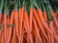 Fresh Carrot Seeds - Tendersweet Variety - 200 Count - Daucus carota - Non-GMO, Easy to Grow, Full Sun, Home Garden