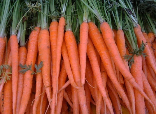 Fresh Carrot Seeds - Tendersweet Variety - 200 Count - Daucus carota - Non-GMO, Easy to Grow, Full Sun, Home Garden