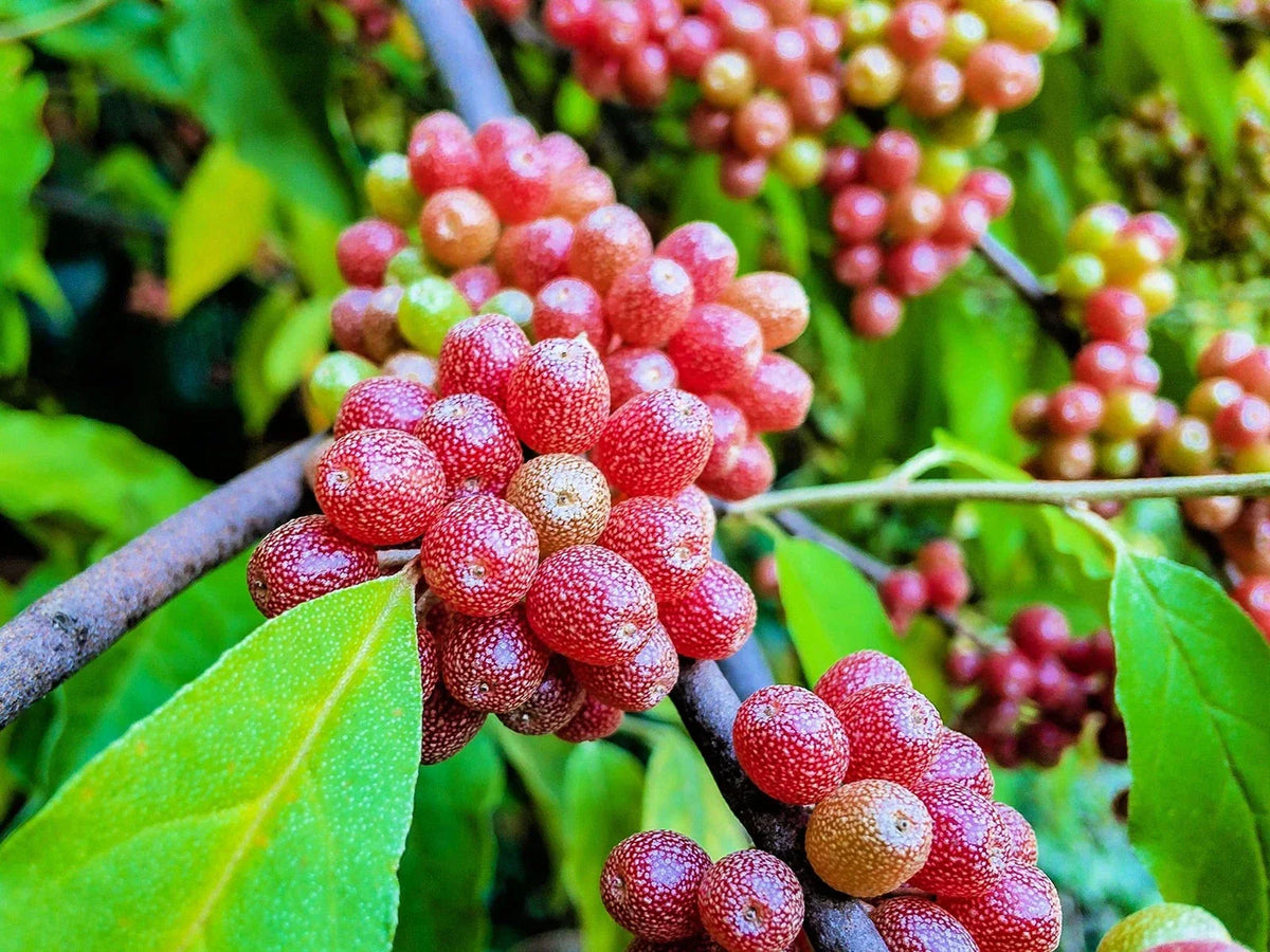 Silver Buffalobery Seeds - Shepherdia argentea - Native Deciduous Shrub for Landscaping & Wildlife Attracting (100 Seeds)