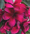 Bright Pink Plumeria Seeds - Perennial Flower Seeds - Frangipani (Plumeria rubra) for Garden & Indoor Growth