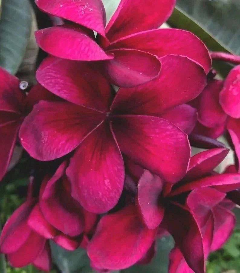 Bright Pink Plumeria Seeds - Perennial Flower Seeds - Frangipani (Plumeria rubra) for Garden & Indoor Growth