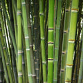 50 Bamboo Seeds Clumping Privacy Screen Garden Shade Bambusa arundinacea