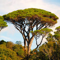 Stone Pine Tree Seeds, Pinus Pinea, Umbrella Pine Variety, Mediterranean Conifer, Ornamental Landscaping Seeds