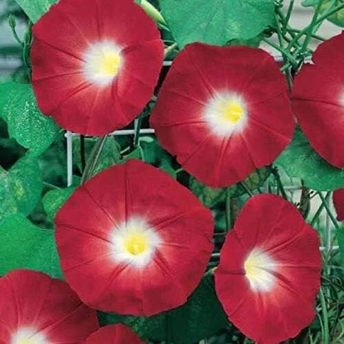 Red Ipomoea Climbing Vine Seeds - 100 Pack, Fast-Growing Ornamental Garden Plant, Morning Glory (Ipomoea purpurea)