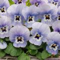 200+ Marina Pansy Seeds Viola × wittrockiana Sorbet XP Garden Flower Packet for Garden Planting