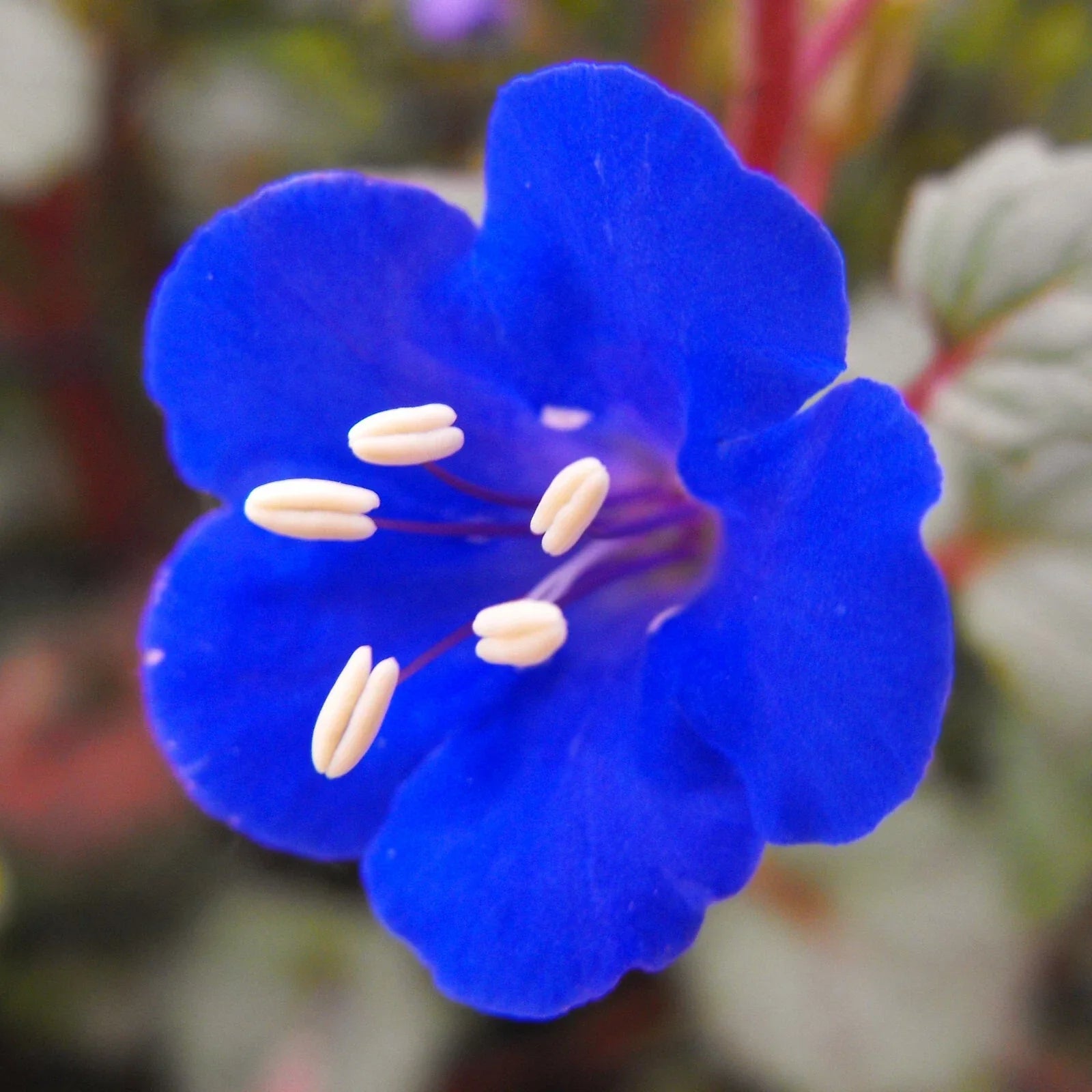 California Bluebell Seeds – Phacelia campanularia, Drought-Tolerant Blue Flowers, Wild Desert Bells, 50 Seeds Pack