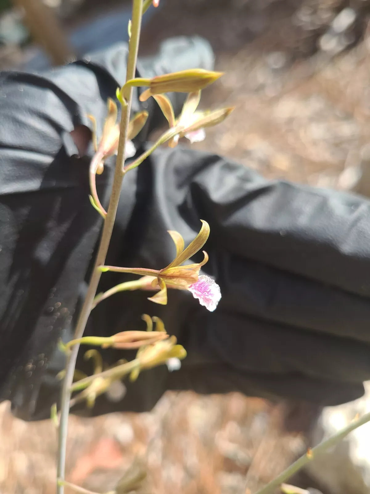 Blooming Size Eulophia Graminea Ground Mini Orchid - Chinese Crown, Green Foliage, Indoor Outdoor Plant