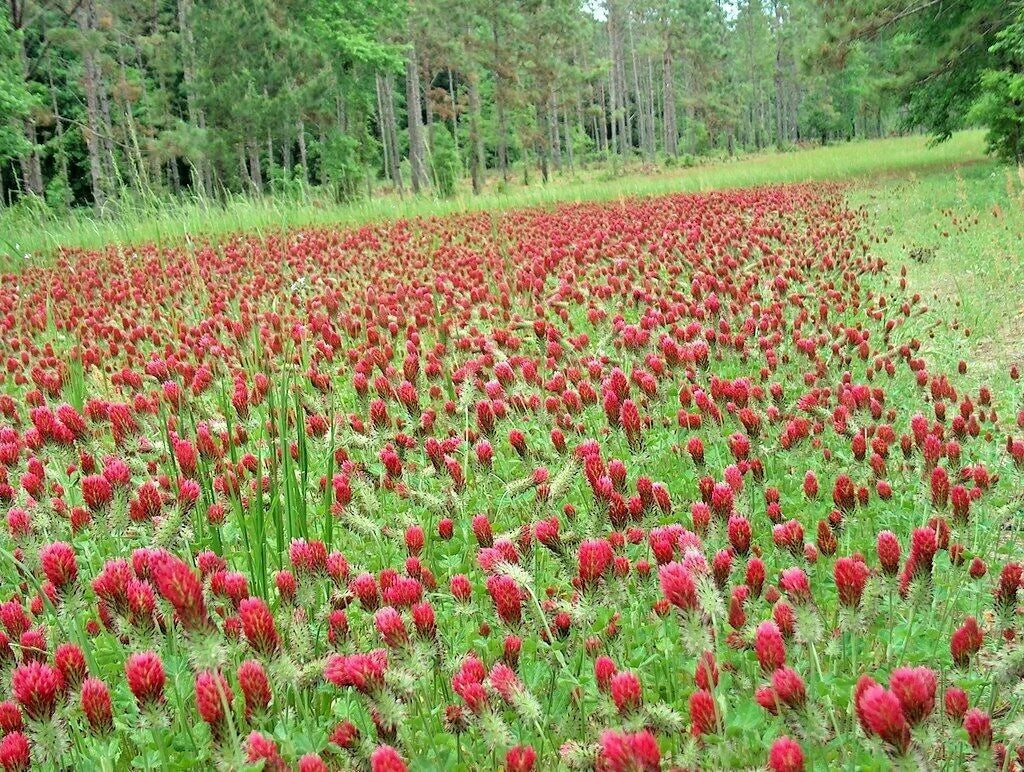 Crimson Clover Seeds 1 OZ | Groundcover Food Plot | Pollinator-Friendly Wildflower | Trifolium incarnatum