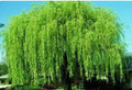 Wisconsin Weeping Willow Cuttings - 2 Live Salix babylonica Tree Clippings for Garden, Landscape, and Wildlife Attraction