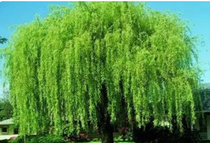 Wisconsin Weeping Willow Cuttings - 2 Live Salix babylonica Tree Clippings for Garden, Landscape, and Wildlife Attraction